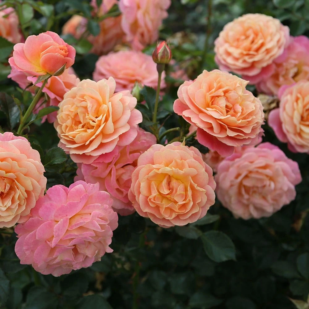 Rose of the year 2023Rosa Peach Melba Rose Of The Year 2023Rosa Peach Melba -Garden Plant Store pl2000046733 card4 lg