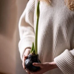 Wax Amaryllis -Garden Plant Store pl2000046743 card3 lg