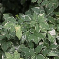 Eleutherococcus Sieboldianus 'Aureovariegatus' -Garden Plant Store pl2000046877 card3 lg