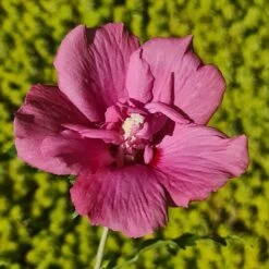 Hibiscus Syriacus Flower Tower Ruby ('Gandini Van Aart Ruby') (PBR) -Garden Plant Store pl2000046881 card3 lg