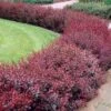 Berberis Thunbergii F. Atropurpurea 1 Berberis Thunbergii F. Atropurpurea -Garden Plant Store pl2000047120