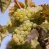 Grape 'Riesling' -Garden Plant Store pl2000047522