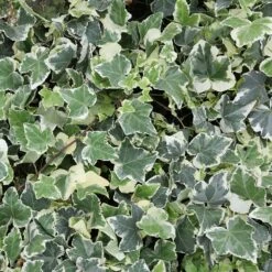 Hedera Helix 'Clotted Cream' -Garden Plant Store pl2000047525 card2 lg