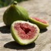 Fig 'Dalmatie' -Garden Plant Store pl2000047537