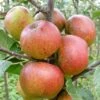 Apple 'Chivers' Delight' 2 Apple 'Chivers' Delight' -Garden Plant Store pl2000047551