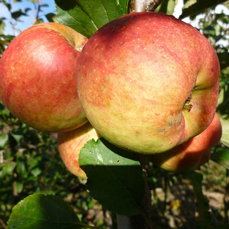 apple 'Falstaff' (PBR) Apple 'Falstaff' (PBR) -Garden Plant Store pl2000047558