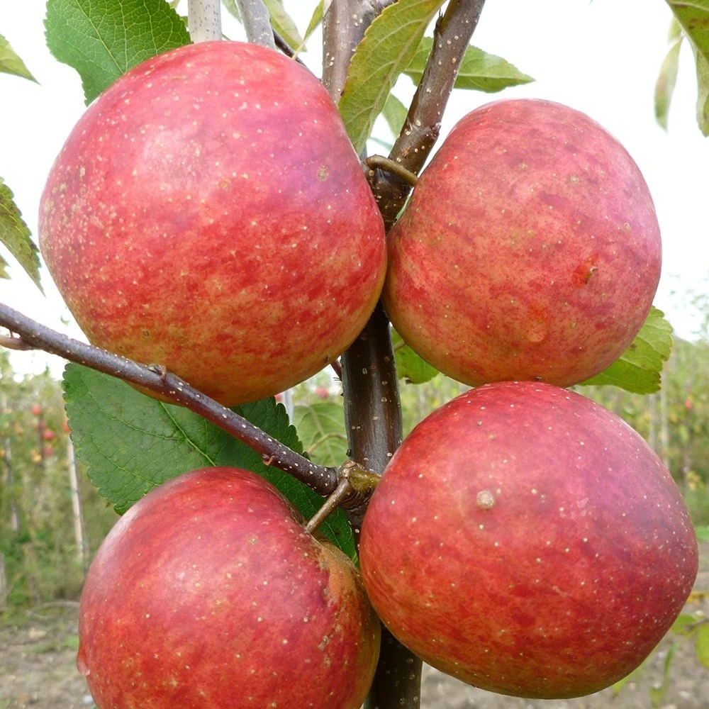 apple 'Falstaff' (PBR) Apple 'Falstaff' (PBR) -Garden Plant Store pl2000047558 card2 lg
