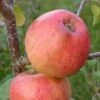 Apple 'Pinova' (PBR) -Garden Plant Store pl2000047572