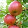 Apple 'Pixie' -Garden Plant Store pl2000047573
