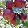 Apple 'Redsleeves' 2 Apple 'Redsleeves' -Garden Plant Store pl2000047578