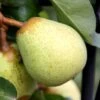 Pear 'Beth' -Garden Plant Store pl2000047599