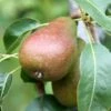 Pear 'Louise Bonne Of Jersey' -Garden Plant Store pl2000047605