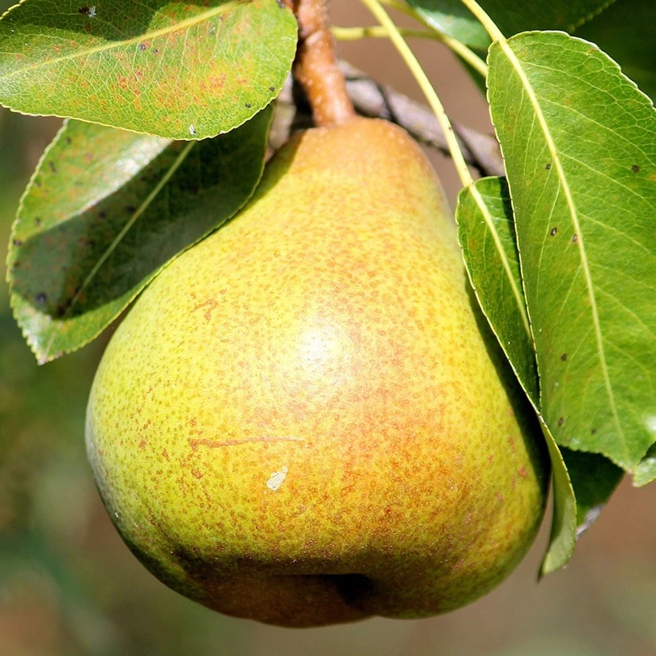 pear 'Petite Poire' Pear 'Petite Poire' -Garden Plant Store pl2000047609