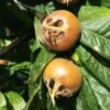 Medlar 'Nottingham' 2 Medlar 'Nottingham' -Garden Plant Store pl2000047621