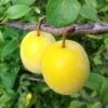 Plum 'Golden Sphere' -Garden Plant Store pl2000047627