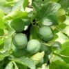 Gage 'Old Greengage' -Garden Plant Store pl2000047628