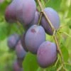 Plum 'Edwards' 2 Plum 'Edwards' -Garden Plant Store pl2000047635