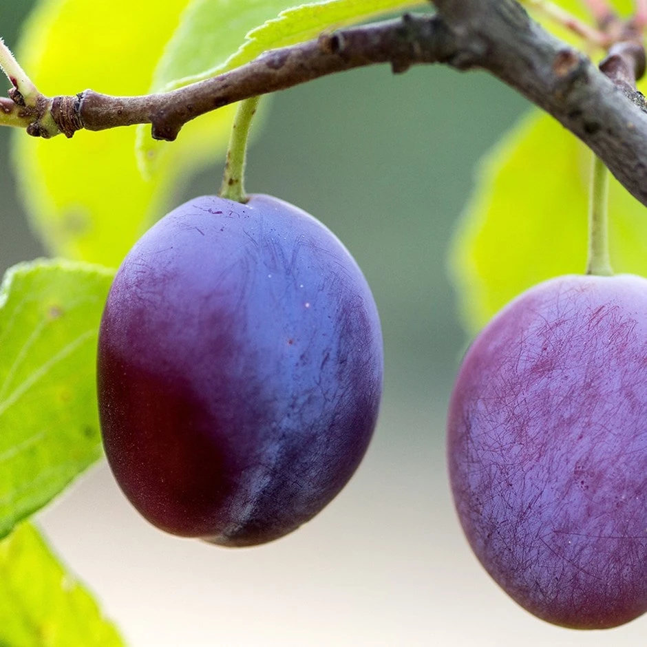 plum 'Guinevere' Plum 'Guinevere' -Garden Plant Store pl2000047636