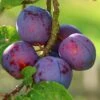 Plum 'Seneca' -Garden Plant Store pl2000047642