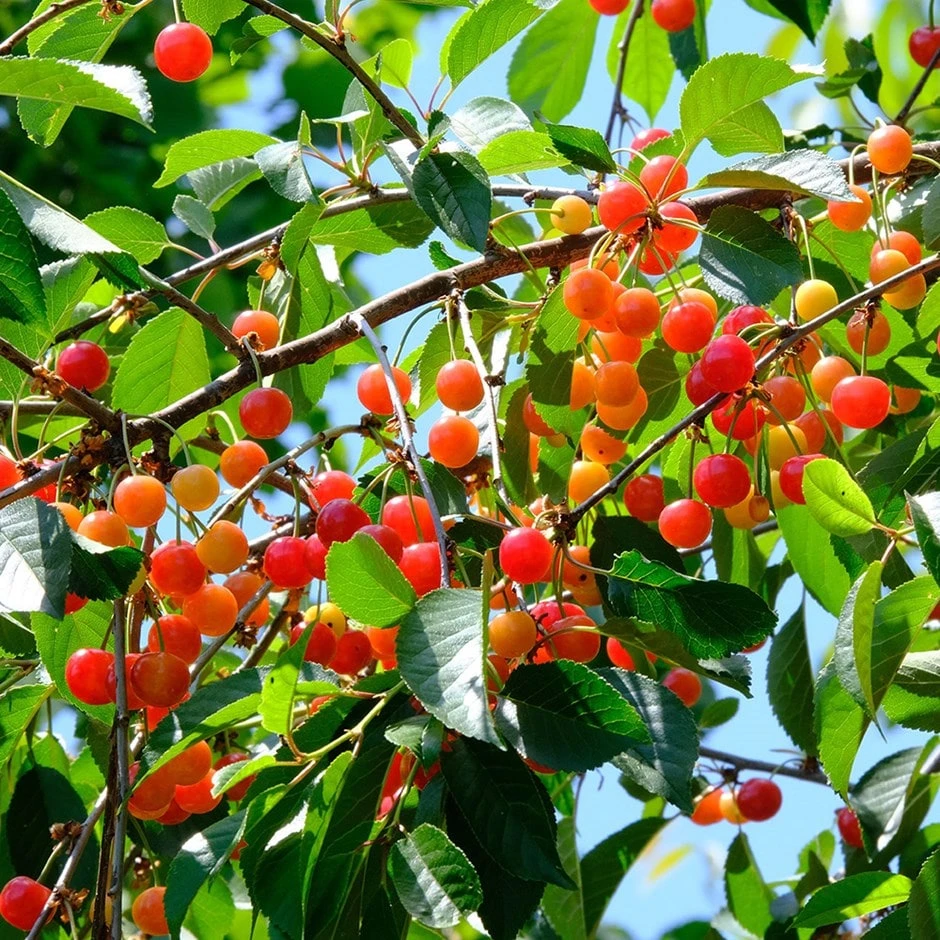 Cherry 'May Duke' Cherry 'May Duke' -Garden Plant Store pl2000047651