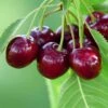 Cherry 'Bigarreau Burlat' -Garden Plant Store pl2000047657