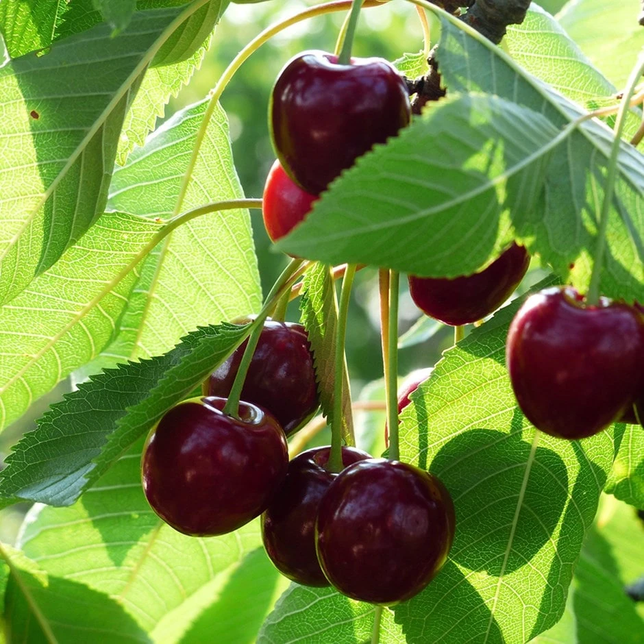 cherry 'Lapins' Cherry 'Lapins' -Garden Plant Store pl2000047661