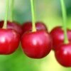 Cherry 'Van' -Garden Plant Store pl2000047670