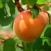 Apricot Flavorcot ('Bayoto') (PBR) -Garden Plant Store pl2000047673