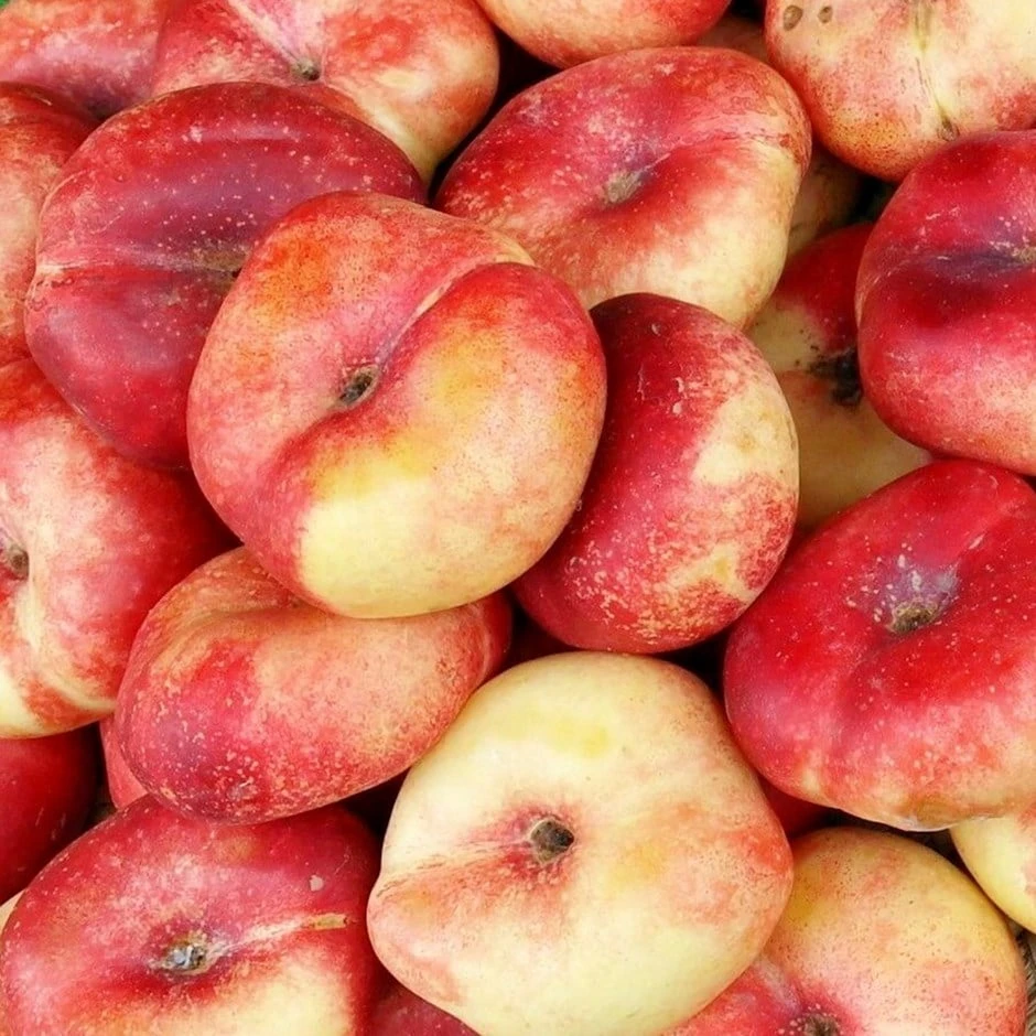 nectarine 'Flat' Nectarine 'Flat' -Garden Plant Store pl2000047685