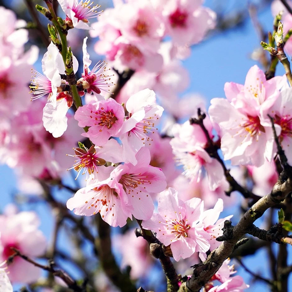 almond 'Princess' Almond 'Princess' -Garden Plant Store pl2000047687