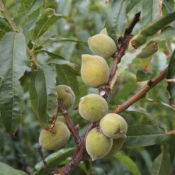 Almond 'Princess' 1 Almond 'Princess' -Garden Plant Store pl2000047687 card2 lg