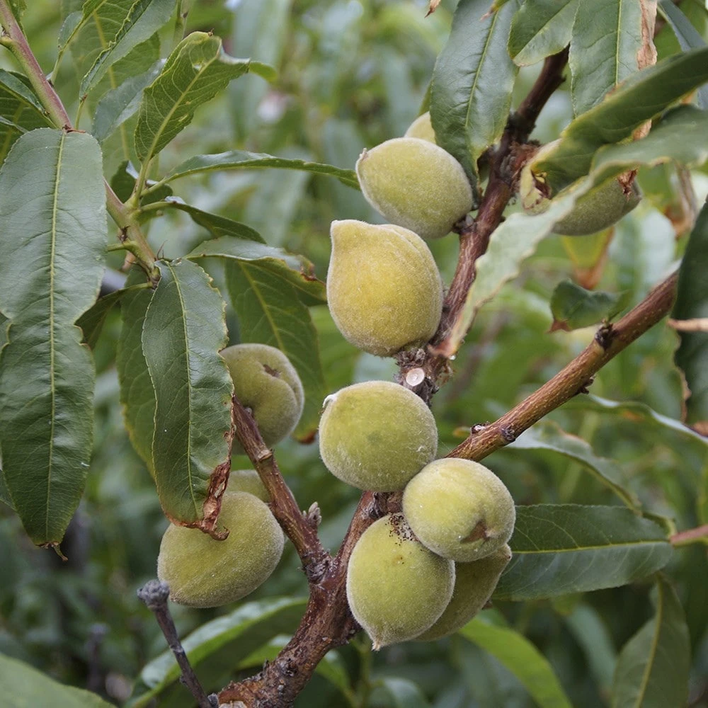 almond 'Princess' Almond 'Princess' -Garden Plant Store pl2000047687 card2 lg