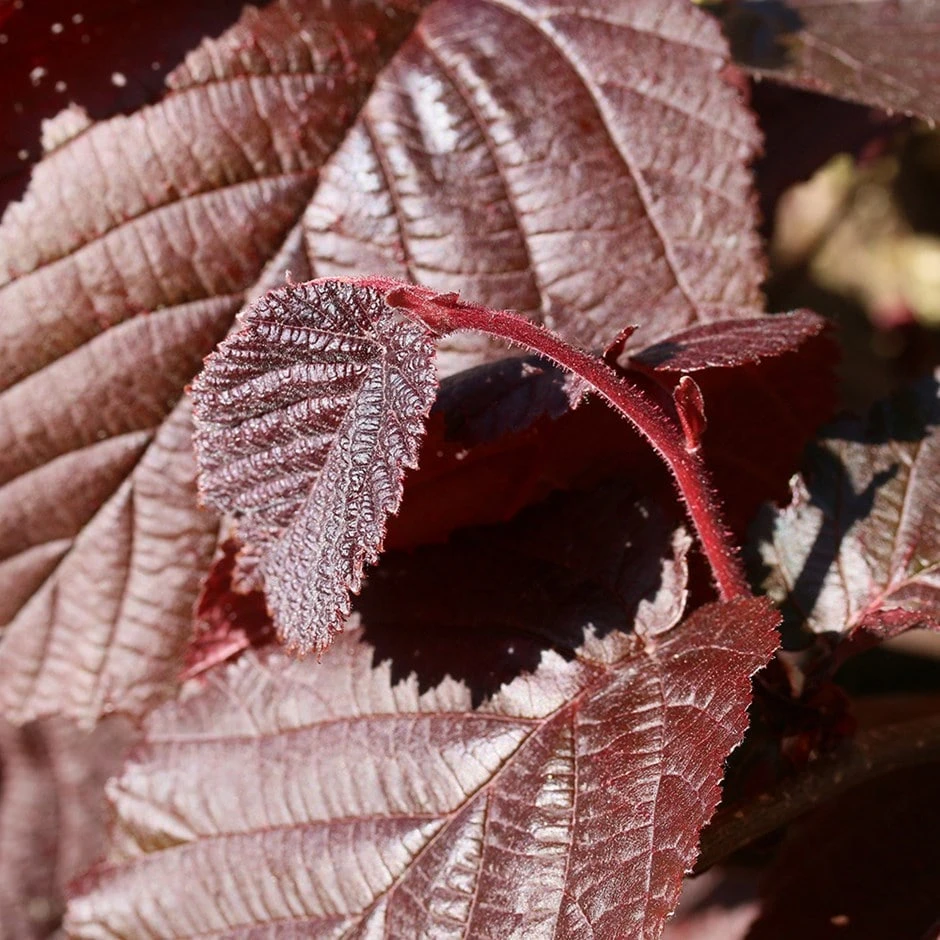 cobnut 'Purple Filbert' Cobnut 'Purple Filbert' -Garden Plant Store pl2000047695