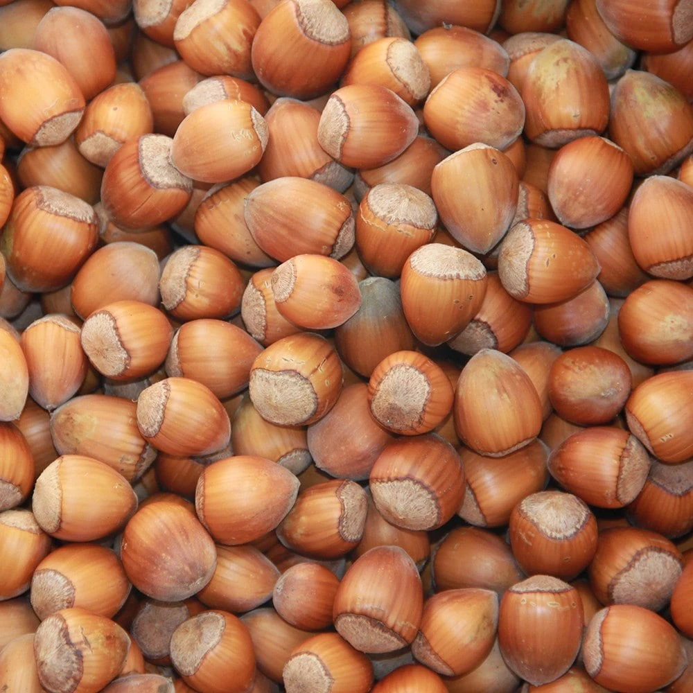 cobnut 'Purple Filbert' Cobnut 'Purple Filbert' -Garden Plant Store pl2000047695 card2 lg