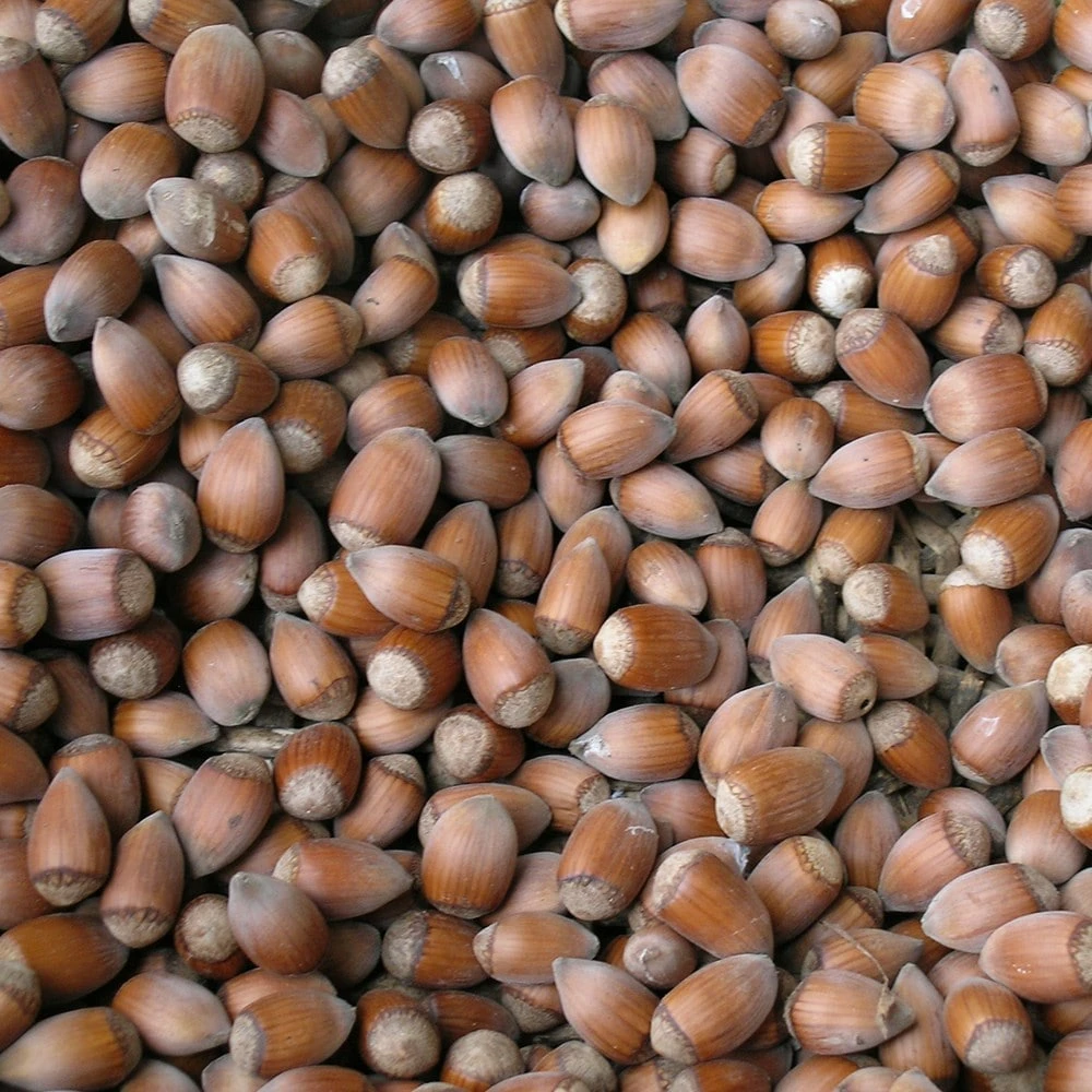 cobnut 'Rote Zellernuss' Cobnut 'Rote Zellernuss' -Garden Plant Store pl2000047696 card2 lg