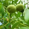 Walnut 'Europa' -Garden Plant Store pl2000047700