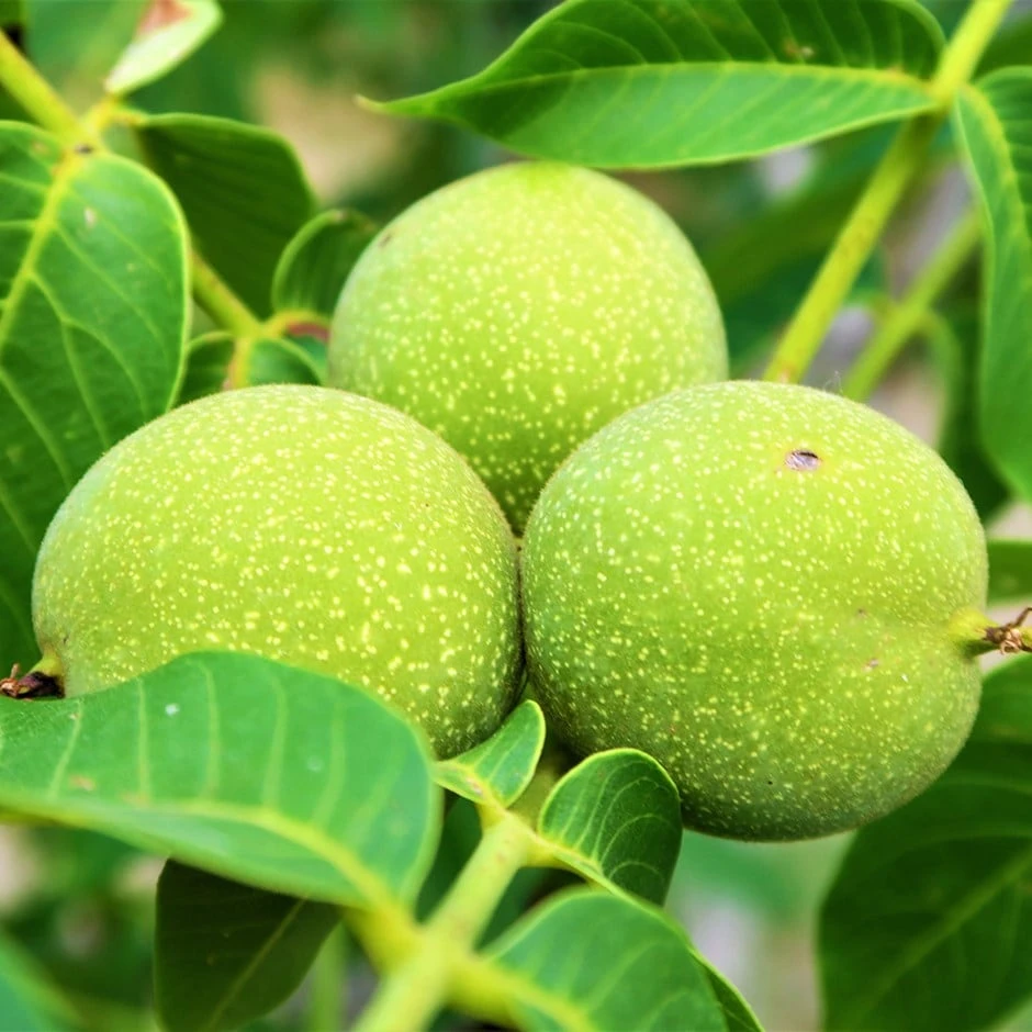 walnut 'Lara' Walnut 'Lara' -Garden Plant Store pl2000047701