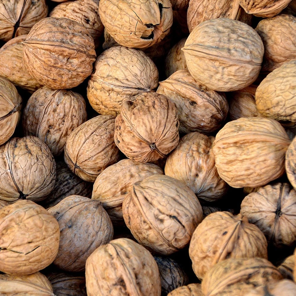 walnut 'Lara' Walnut 'Lara' -Garden Plant Store pl2000047701 card2 lg