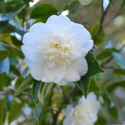 Camellia 'Snow Flurry'
