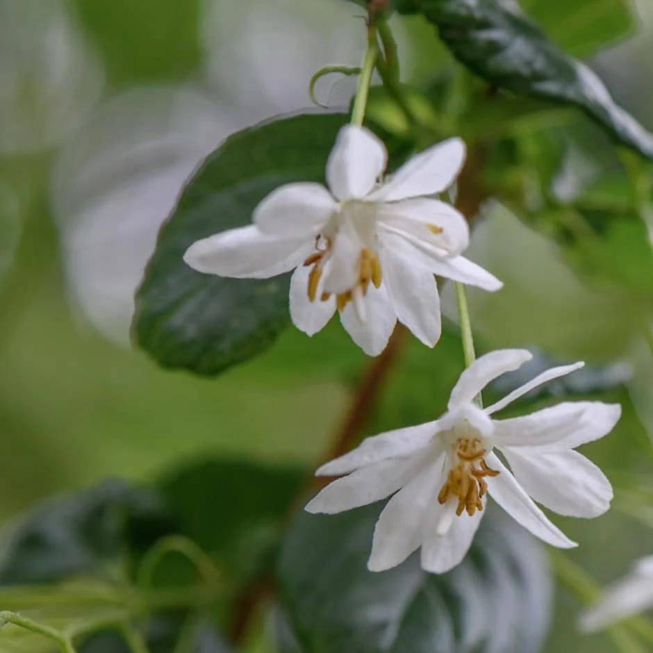 Sinojackia xylocarpa Sinojackia Xylocarpa -Garden Plant Store pl2000047839