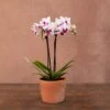 Phalaenopsis 'Alice' -Garden Plant Store pl2000047873