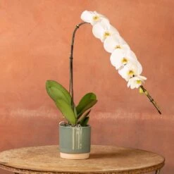 Phalaenopsis 'Formidablo Niagra Falls' -Garden Plant Store pl2000047966 card3 lg