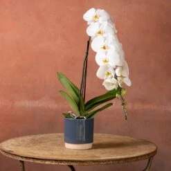 Phalaenopsis 'Formidablo Niagra Falls' -Garden Plant Store pl2000047966 card4 lg