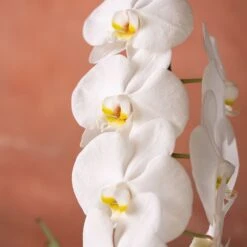 Phalaenopsis 'Formidablo Niagra Falls' -Garden Plant Store pl2000047966 card6 lg