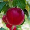 Apple 'Idared' -Garden Plant Store pl2000048047