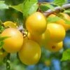 Plum 'Coe's Golden Drop' -Garden Plant Store pl2000048052