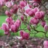 Magnolia × Soulangeana 'Rustic Rubra' -Garden Plant Store pl2000048083