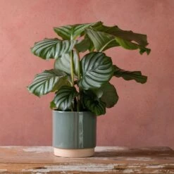 Goeppertia Orbifolia -Garden Plant Store pl2000048186 card3 lg