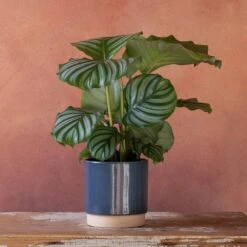 Goeppertia Orbifolia -Garden Plant Store pl2000048186 card4 lg