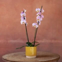 Phalaenopsis 'Pink Clouds' -Garden Plant Store pl2000048226 card5 lg